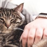 Γιατί οι γάτες κοιμούνται πάνω μας – by Tsitsos the Cat