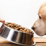 Γιατί Δεν Τρώει ο Σκύλος; (+Video)