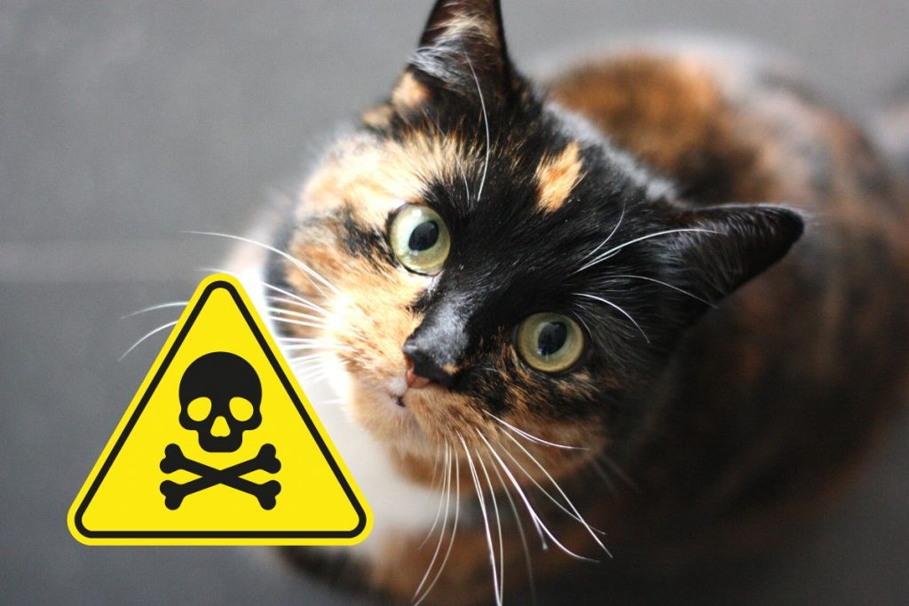 τοξικές & επικίνδυνες τροφές για γάτες mrs petfect
