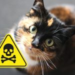 Τοξικές & Επικίνδυνες Τροφές για Γάτες (+Video)