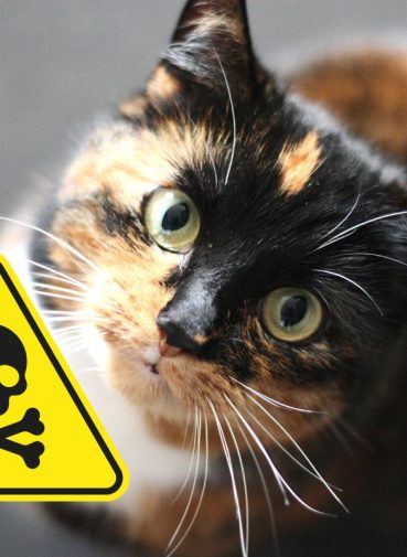 τοξικές & επικίνδυνες τροφές για γάτες mrs petfect